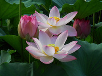 ���涷�޵ĺɻ�