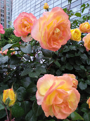 ���涷�޵��¼���