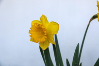 ˮ