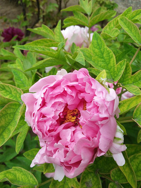 �������ſ�����дĵ����