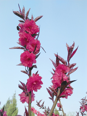 ��֧�һ�������