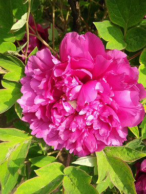 �����µ�ĵ����