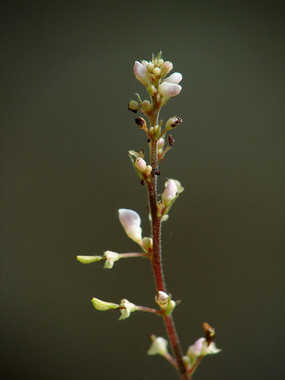 ����Ҷ����ɽ��Ȼ���