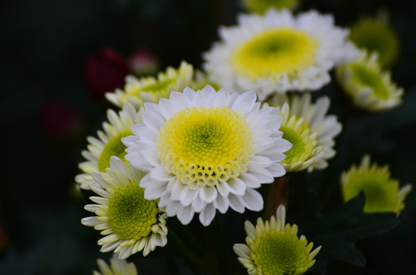 һ��ŭ�ŵľջ�