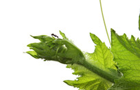 Ҷ������