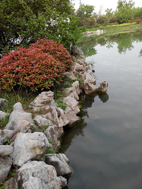 �ӱ�ɽʯ����ֲ��