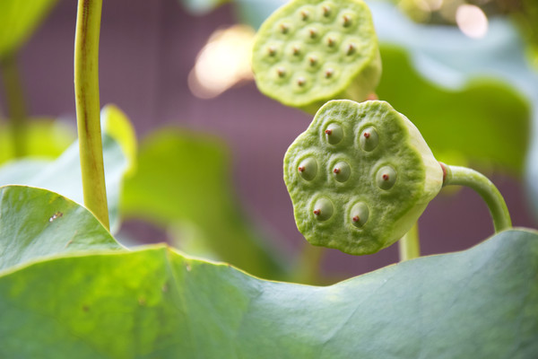 ��ɫ���������ͼƬ