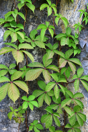 ��ɽ����Ҷ΢��ͼƬ