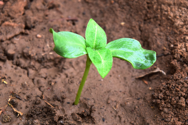 ���տ���ͼƬ