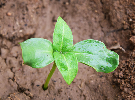 ���տ�������дͼ