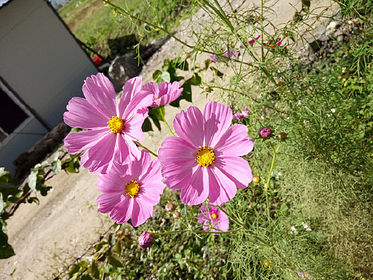 ��ɫ��ɣ����Ӱ