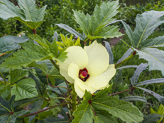 ��ɫ���߲�