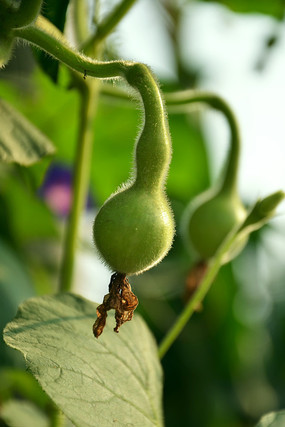 ���Ųл���С��«