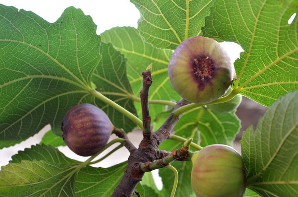 ��ʵ����