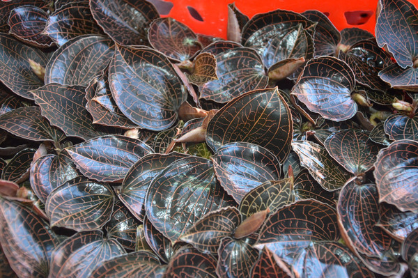 ������Ҷ��