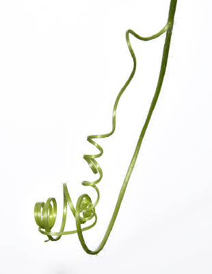 ���ٵĴ�����дͼ