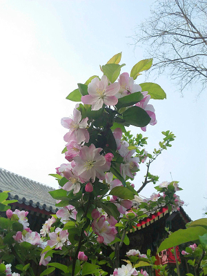 �����һ�����֦