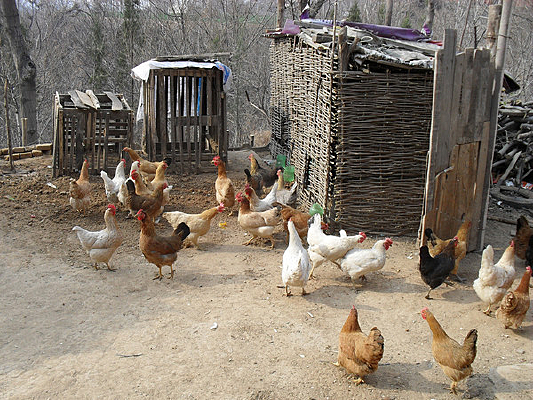 ũ����ֳ�ļ�Ⱥ