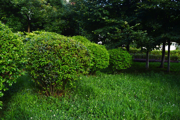 ɭ�ֳ����̻�Ч��