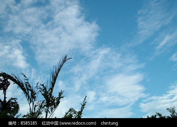 ��յ�����ͼƬ