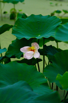 �ļ������ĺɻ�