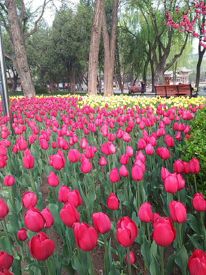 ��԰�е������㻨̳