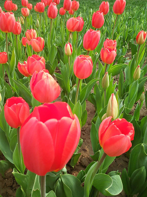 ��ɫ�����㻨̳