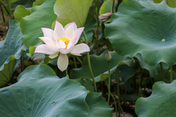 ���ܻ���