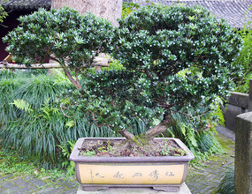 ��ֲ����ͼƬ