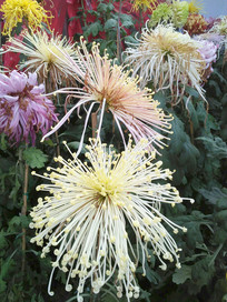 ɫ���ͷ׵ľջ�