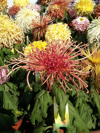 �����еľջ�չ