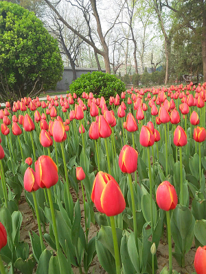 ���޵������㻨̳