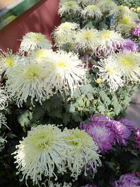 ������ʢ���ľջ�