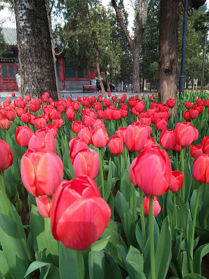 �����㻨̳