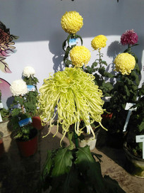 ���涷�޵ľջ�