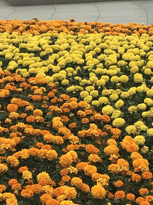 ��ɫ���ۻ���