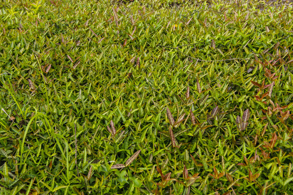 �̲�����