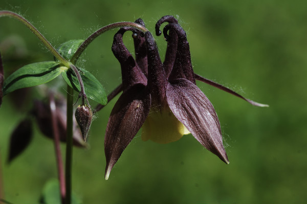 Ұ����дͼƬ