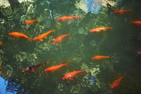 ��ˮ�еĽ�����Ӱͼ