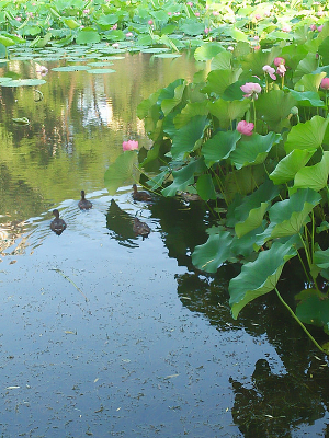 ������ļ�ֻСѼ��