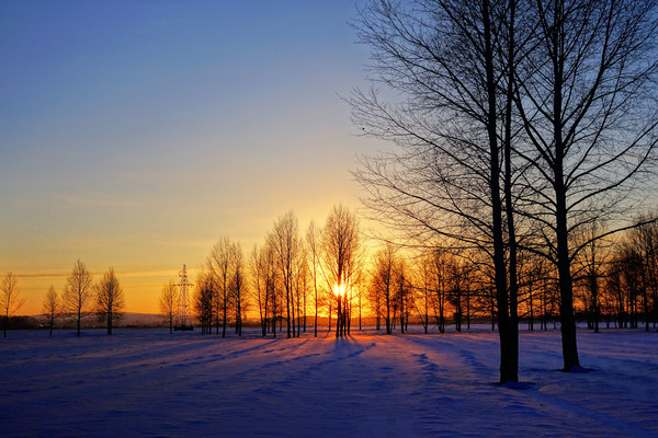 Ϧ��ѩ����ľ