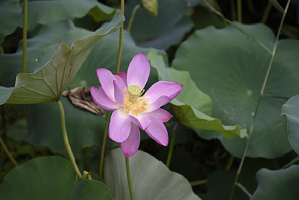 �����ĺɻ�