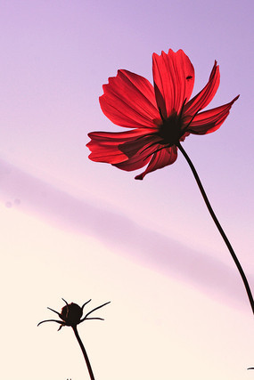 ��ɫ��ɣ��