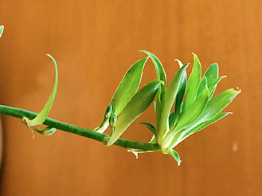 �������ժ֦Ҷ