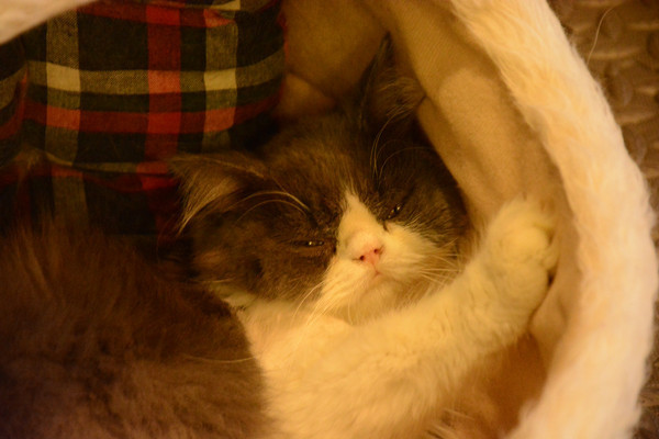 ������è��