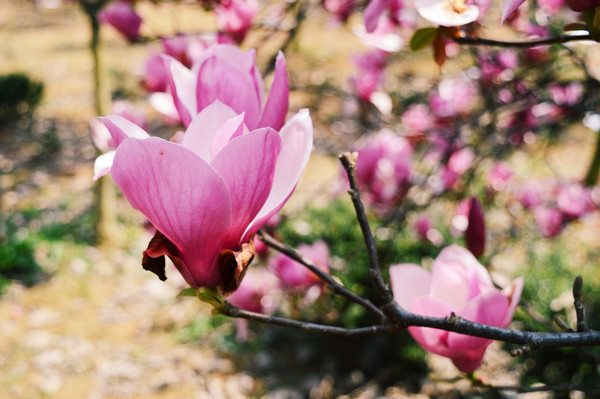 ʢ����������