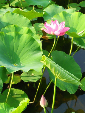 ���������ŵĺɻ�