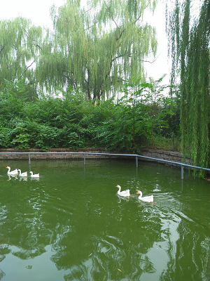 ԰�ֺ��еĴ��