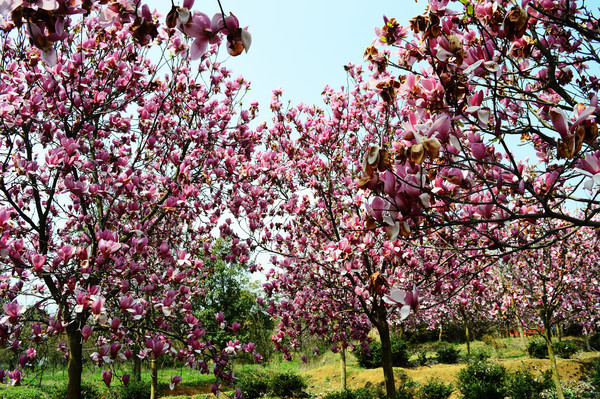 ����������֦ͷ