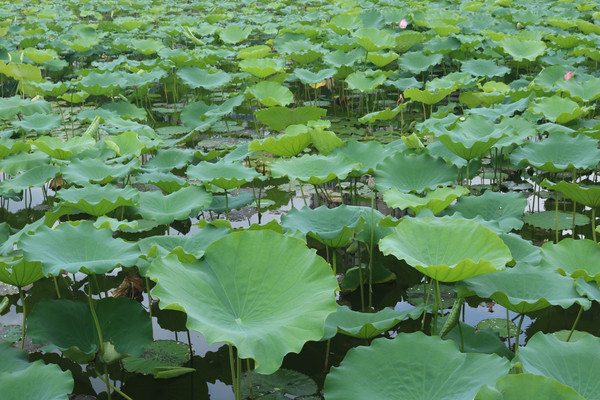 ������Ľ�����Ҷ